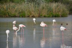 Parc Ornithologique de Pont de Gau