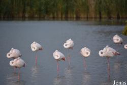 Parc Ornithologique de Pont de Gau