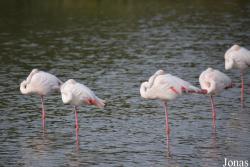Parc Ornithologique de Pont de Gau