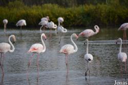 Parc Ornithologique de Pont de Gau