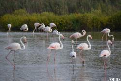 Parc Ornithologique de Pont de Gau
