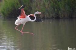 Parc Ornithologique de Pont de Gau