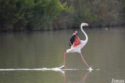Parc Ornithologique de Pont de Gau