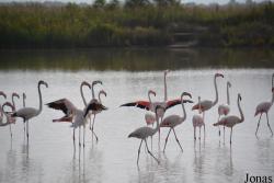 Parc Ornithologique de Pont de Gau