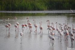 Parc Ornithologique de Pont de Gau