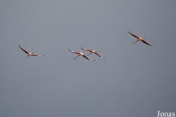 Parc Ornithologique de Pont de Gau