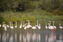 Parc Ornithologique de Pont de Gau