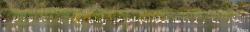 Parc Ornithologique de Pont de Gau