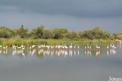 Parc Ornithologique de Pont de Gau