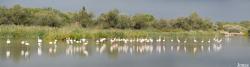 Parc Ornithologique de Pont de Gau