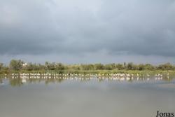 Parc Ornithologique de Pont de Gau