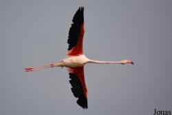 Parc Ornithologique de Pont de Gau