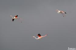 Parc Ornithologique de Pont de Gau