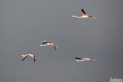 Parc Ornithologique de Pont de Gau