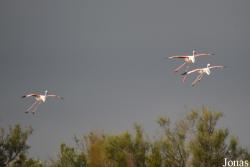 Parc Ornithologique de Pont de Gau