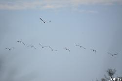 Parc Ornithologique de Pont de Gau