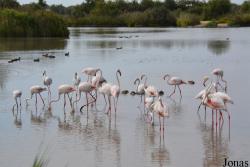 Parc Ornithologique de Pont de Gau