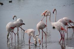 Parc Ornithologique de Pont de Gau