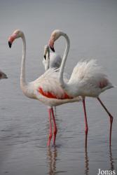 Parc Ornithologique de Pont de Gau