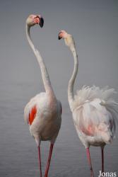 Parc Ornithologique de Pont de Gau