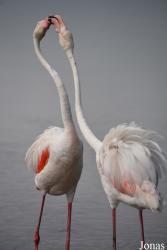 Parc Ornithologique de Pont de Gau