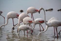 Parc Ornithologique de Pont de Gau