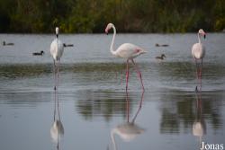 Parc Ornithologique de Pont de Gau