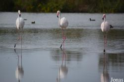 Parc Ornithologique de Pont de Gau