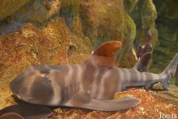 Heterodontus japonicus