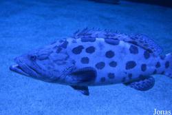 Seaquarium