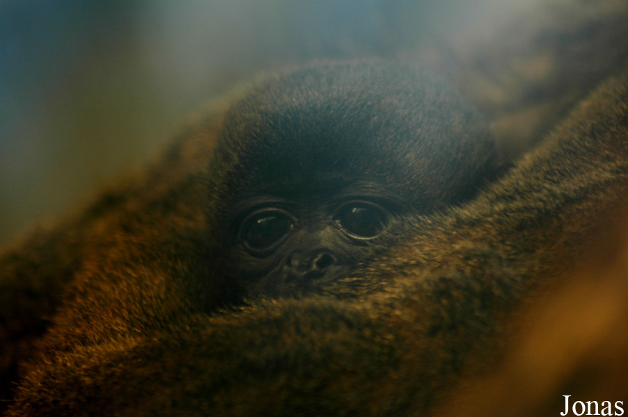 GaiaPark Kerkrade Zoo