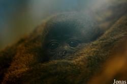 GaiaPark Kerkrade Zoo