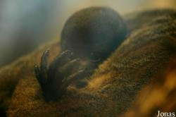 GaiaPark Kerkrade Zoo