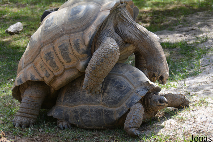 La Vallée des Tortues