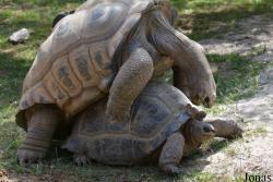 La Vallée des Tortues