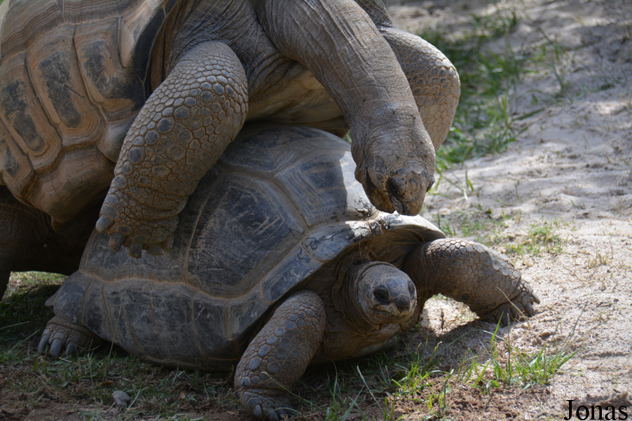 La Vallée des Tortues