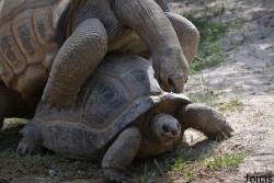 La Vallée des Tortues