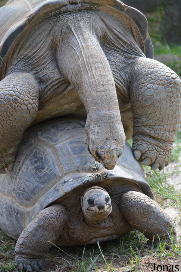 La Vallée des Tortues