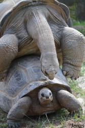 La Vallée des Tortues
