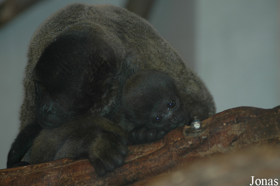 GaiaPark Kerkrade Zoo