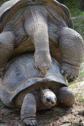 La Vallée des Tortues