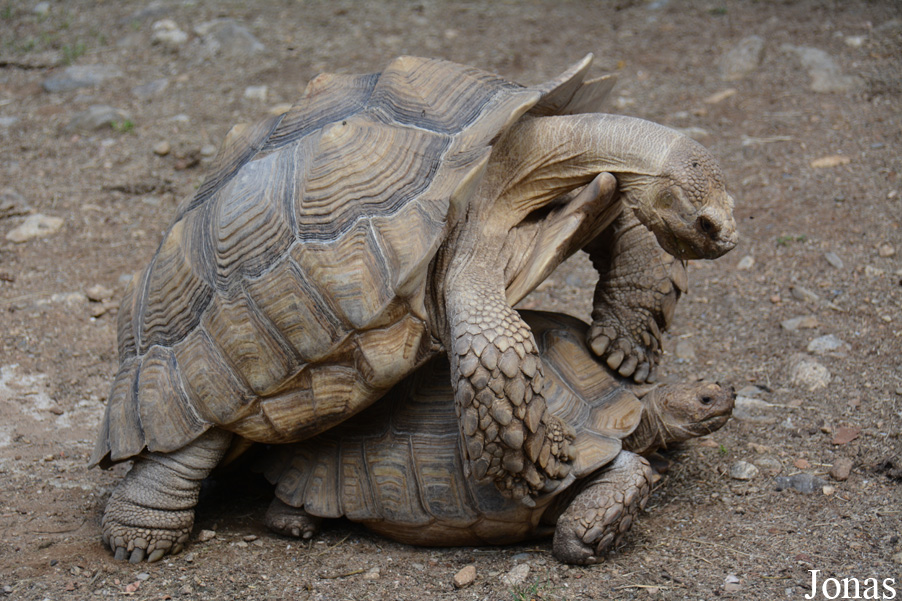 La Vallée des Tortues
