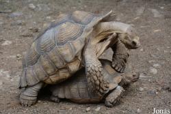 La Vallée des Tortues