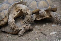 La Vallée des Tortues