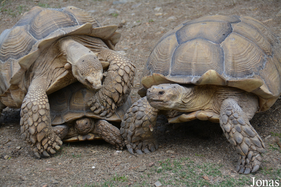 La Vallée des Tortues