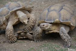 La Vallée des Tortues