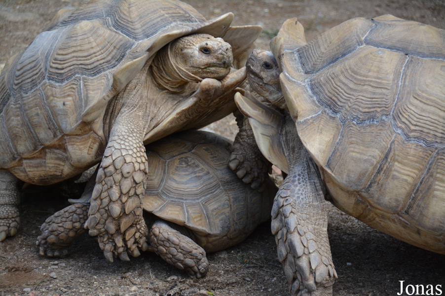 La Vallée des Tortues