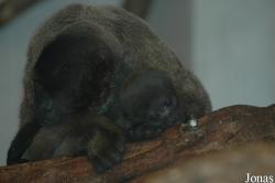 GaiaPark Kerkrade Zoo