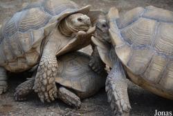 La Vallée des Tortues