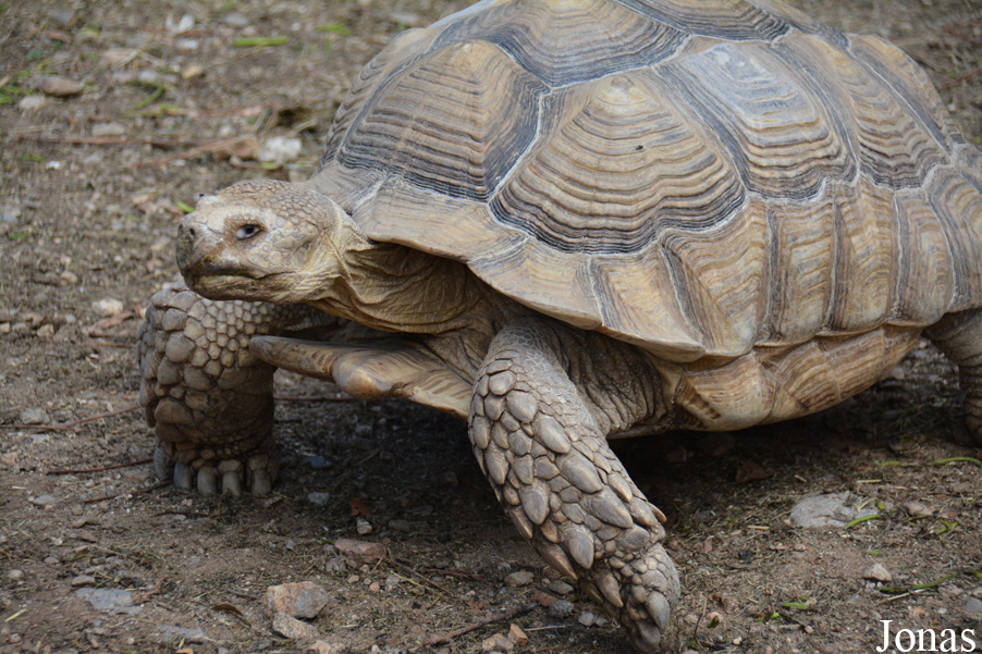 La Vallée des Tortues
